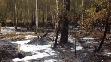 Feu de forêt
