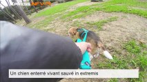 Un chien enterré vivant sauvé in extremis