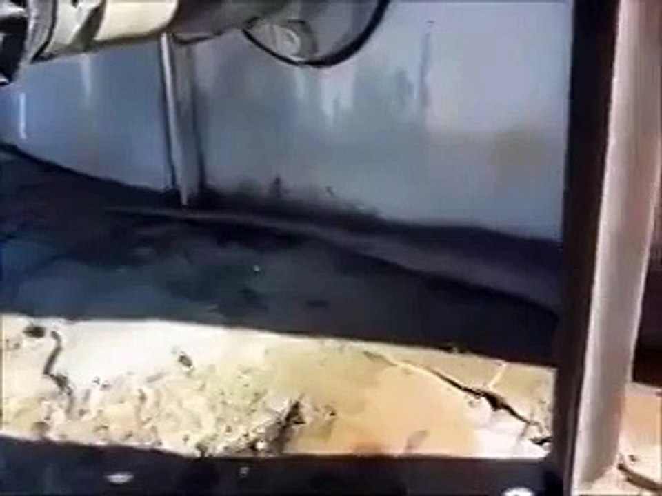 Biggest Snake Found in American Forest