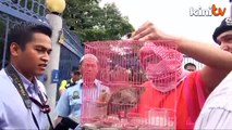 Anti-pig farm protester demands right to give MB chickens