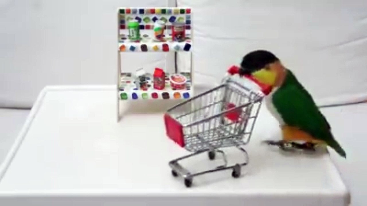孟金龍 皇冠－鸚鵡也shopping