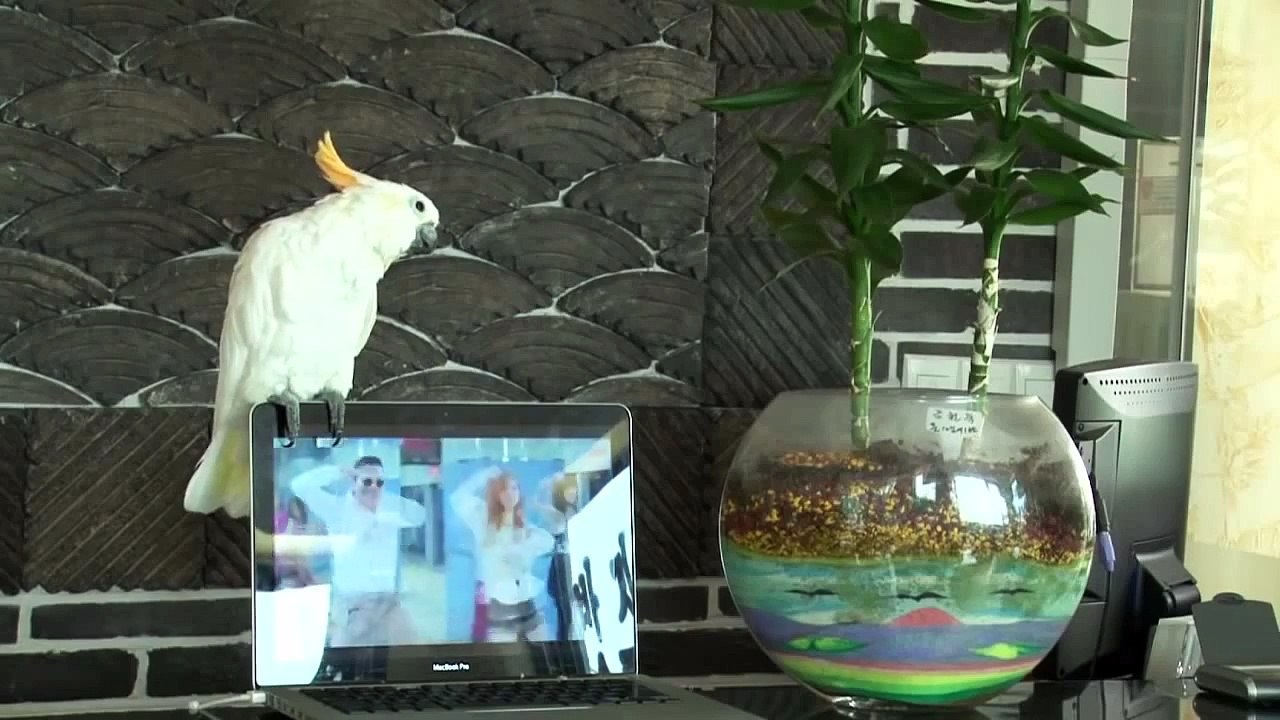 Cacatua cantando Gangnam Style