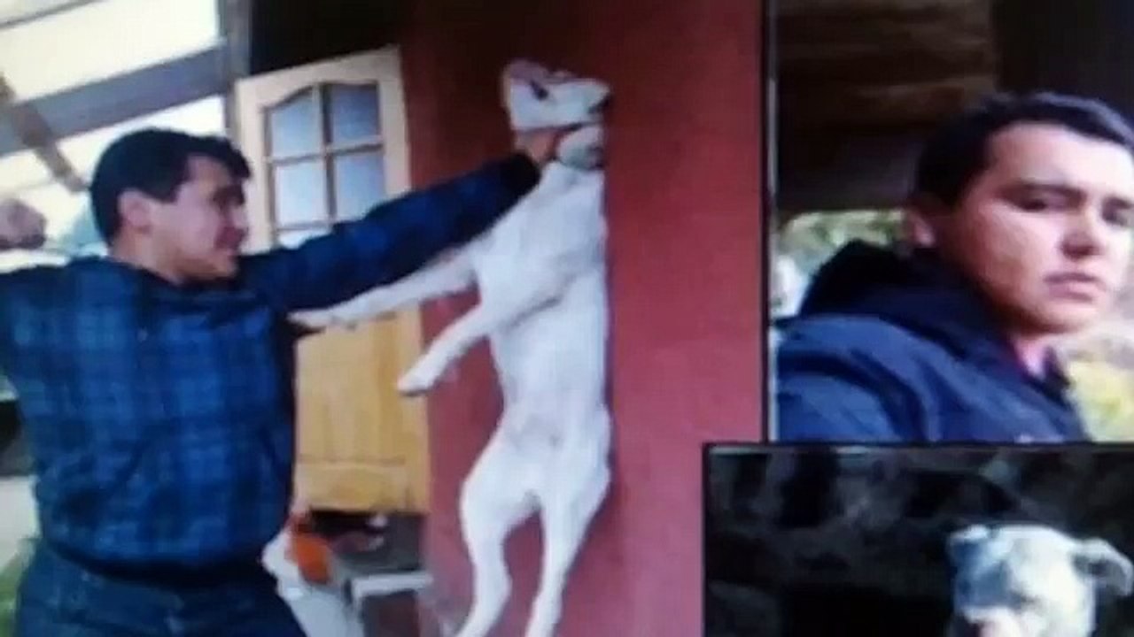 "ANIMALS" abusing other animals,will it EVER END?