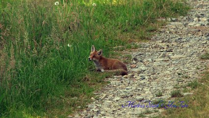 Top Favorite 4K, UHD clips 2014 - 02, Red Fox, Rotfuchs