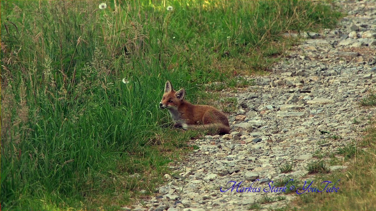 Top Favorite 4K, UHD clips 2014 - 02, Red Fox, Rotfuchs