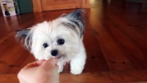 This cute little Dog really loves Cheese!