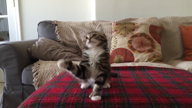 Ce chaton danse sur Uptown Funk et c'est trop mignon!