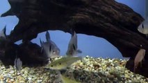 Black / Red Phantom Tetra at Tyne Valley Aquatics (near Newcastle) - tropical fish aquarium