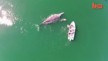 Une baleine et son bébé jouent avec des Touristes - Filmés par un drone!