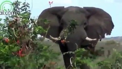Africa is a dangerous place  Animal Attacks Human Compilation