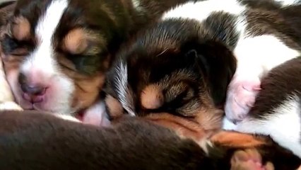 Beagle miot Elegant 1 tydzień / Litter Elegant one week old