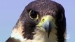 Peregrine Falcon | Planet Doc Express