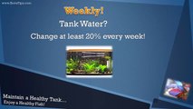Betta Fish Tanks & How to Maintain a Healthy Tank