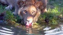 Young Lions - Cute Lynx Babies - Munich Zoo - Tierpark Hellabrunn
