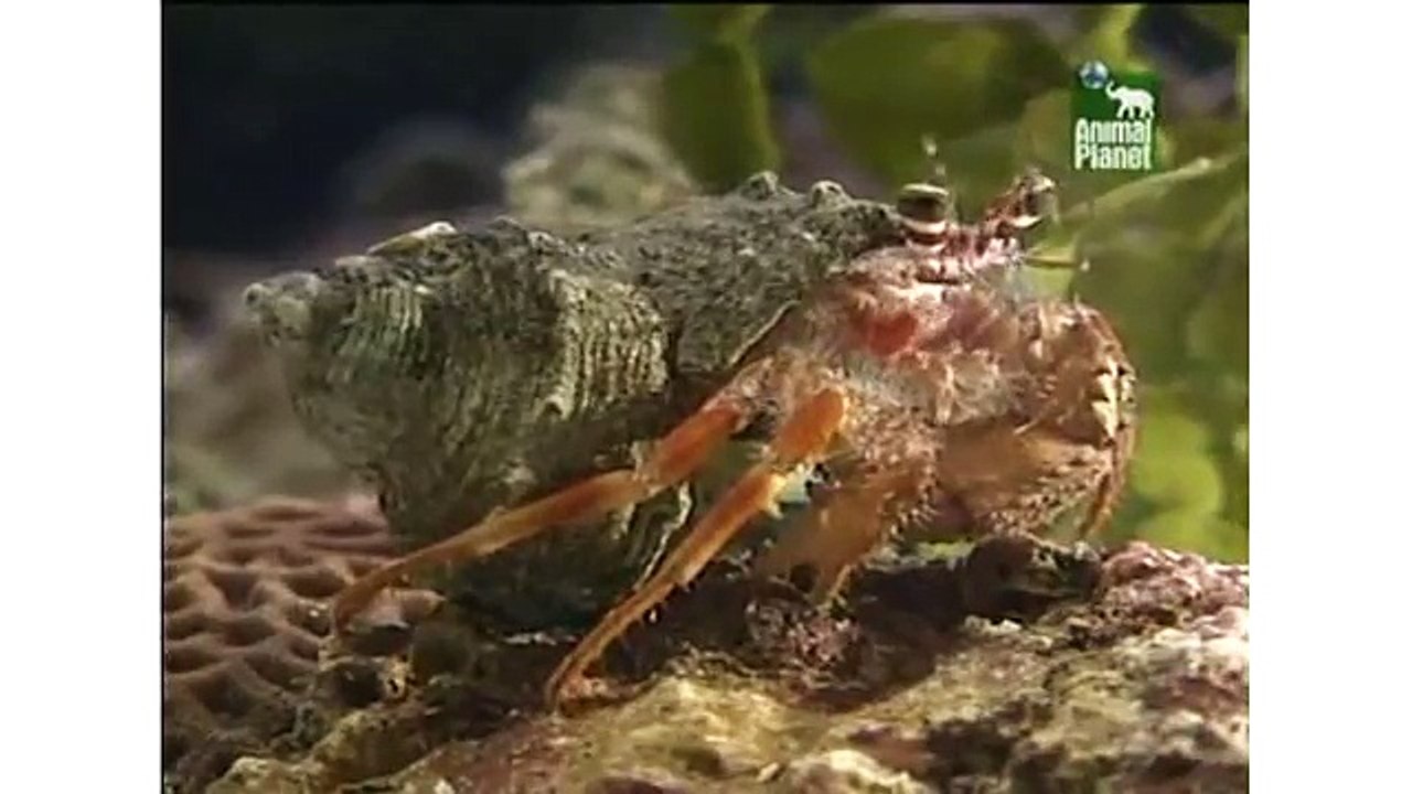 Animal Planet Al Extremo - Parejas Disparejas 2/5