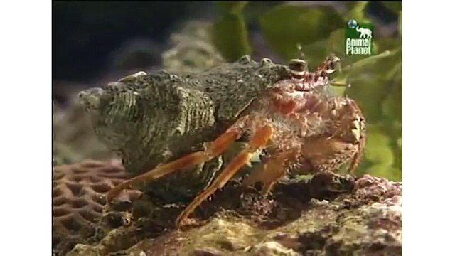 Animal Planet Al Extremo - Parejas Disparejas 2/5