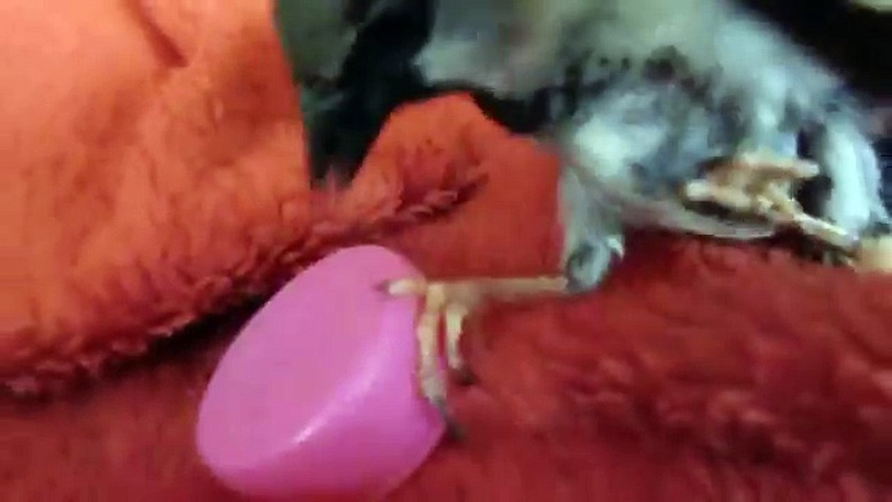 TCHIPI LE MOINEAU HOUSE SPARROW