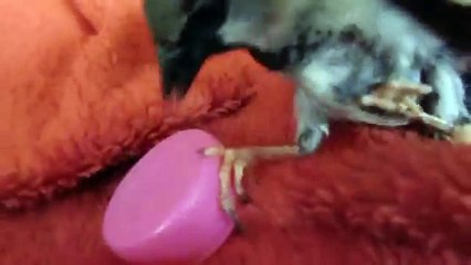 TCHIPI LE MOINEAU HOUSE SPARROW