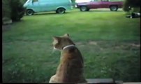 MAX THE CAT RIDES LAWNMOWER