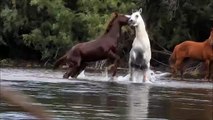 Wild Horses Spar in the River