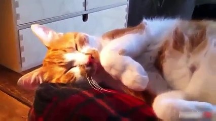 Cute Dogs Compilation Funny Cats Best Funny Dogs Cats 20xx 2015