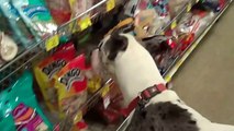Brody the Great Dane at 9 months goes to the pet store and a walk
