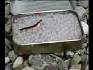 Altoids Tin Alcohol Stove