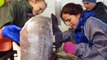 Marine scientists try to remove a wolf fish after it clamped its teeth on the scales