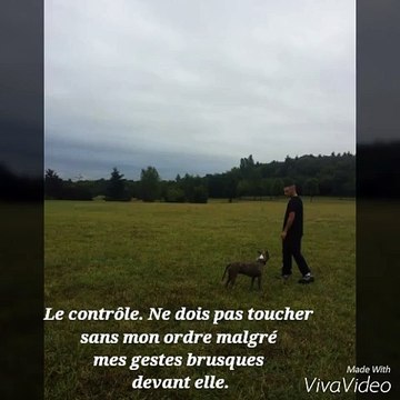 Éducation, Dressage, obéissance Américain staff