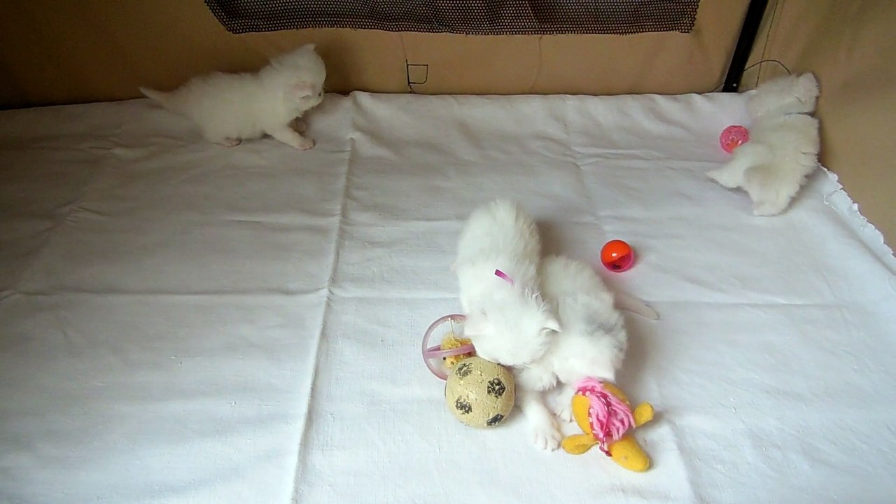 mes bébés 1 mois