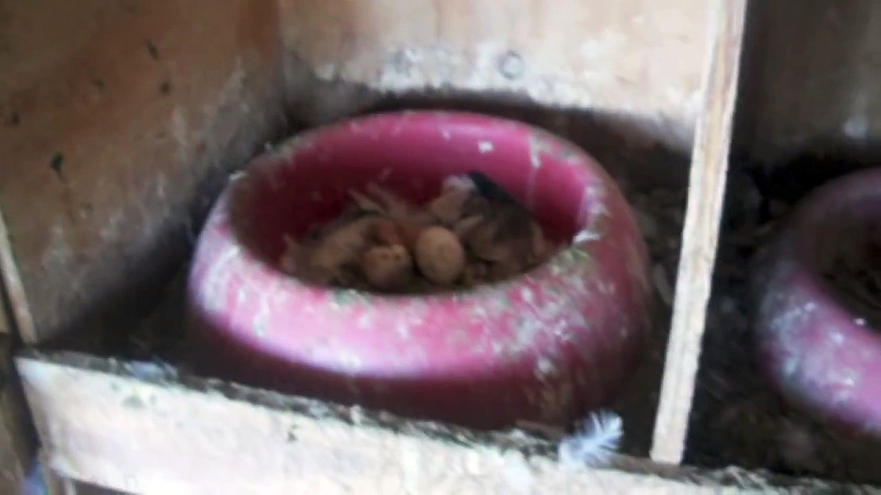 $50-$150 Iraqi Pigeons For Sale - (619) 861-7556