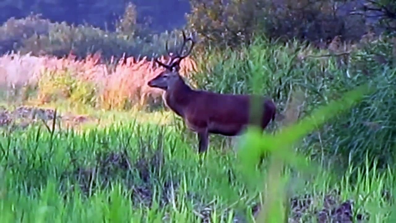 Cervus elaphus / Deer - Jeleń szlachetny