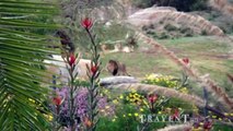 SAN DIEGO ZOO'S WILD ANIMAL PARK SAFARI - AFRICA LION ROAR