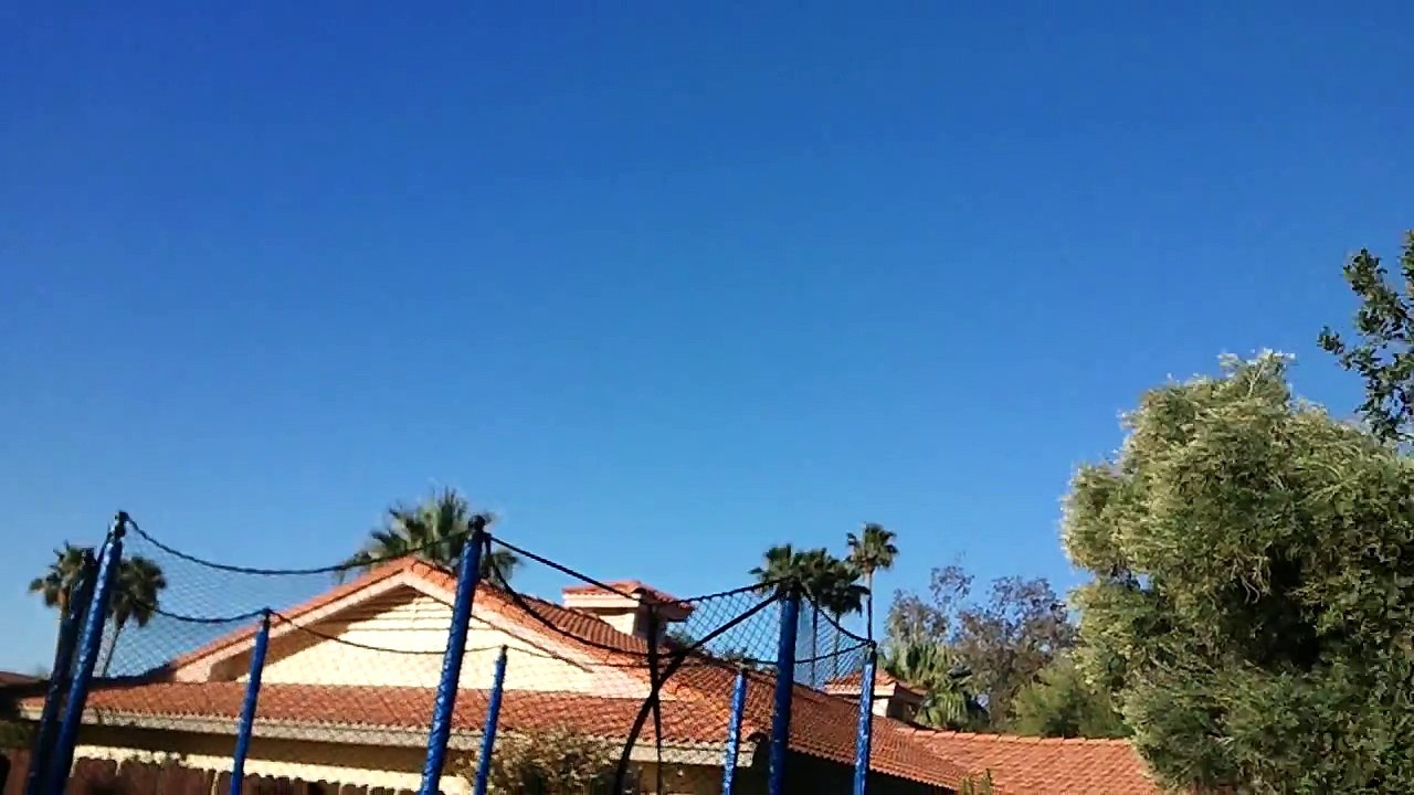 New York Flight Pigeon flying in the sky with racing pigeons