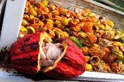 Removing the Cocoa Beans from the Cacao Pod