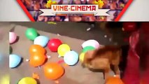 Funny Videos Animal Funny Dog Vines Best Dogs Best funny Compilation