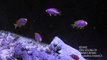 Reefwise - Coral Sea Ventralis Anthias Success