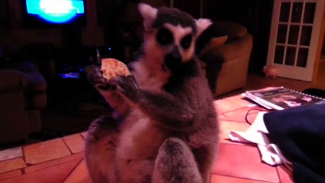 Lemur says...YUM YUM YUM YUM!!