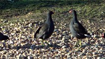 Moorhens at WWT London Wetland Centre, Barnes - New Year's Day 2013