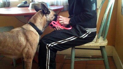 Conditioning Your Dog to a Muzzle