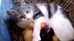 Funny cat videos Cat Adopts Baby Ducks Funny Animal Videos funny videos