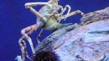 Aquarium of the Pacific's Japanese Spider Crab Laid Eggs