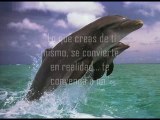Mensaje de los Delfines