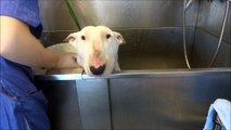 Roxy the English Bull Terrier Enjoying a Bath