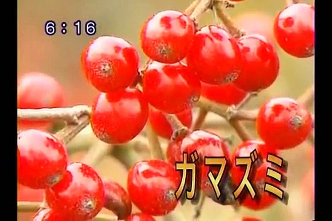 ATVニュースワイド　青森大雨