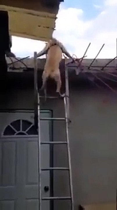 تفرج يامعلم الكلب فاش يعمل شي إيوقف المخ