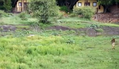 Un Leon protege a un Bufalo de otro Leon Hambriento