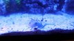 Horseshoe crab in my 10 gallon nano reef tank
