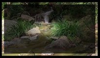 Relax 1 Hour Relaxing Nature Sounds Meditation Study Sleep Water Sounds Bird Song Japanis Garden