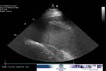 Echography of a pleural effusion in a horse Ghent university, Belgium (gent)